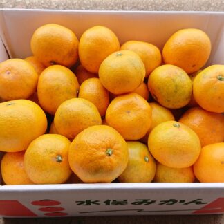 早生温州みかん5kg