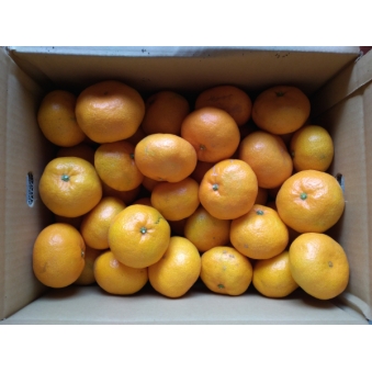 早生温州みかん５ｋｇ