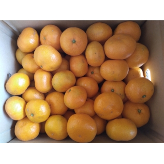 早生温州みかん１０ｋｇ