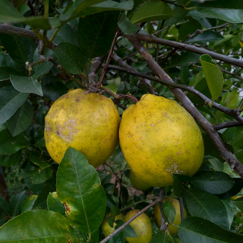 スイートレモン500g