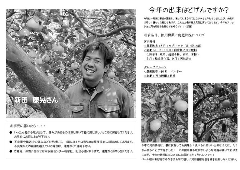 河内晩柑　９Kg - 画像 (2)
