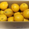 河内晩柑　５Kg - 画像 (3)
