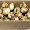 サラダ玉ねぎ　５Kg - 画像 (2)