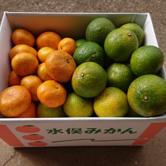 青島・スイートスプリングセット10kg